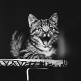 Усатик Полосатик 🐶 🐱 <i class="emoji" style="background