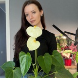 Annsplants