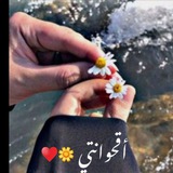 أقحوانتي 🌼