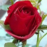 🌷 ↫ 🌹 ﮑﻟﻣ̝ات פړُوفھَّاﻣ̝̚ن وړُود <i class="emoji" style