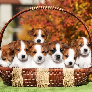 Питомник Джек Рассел Терьеров 🐶🗺