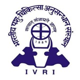 IVRI study corner 🐮 🐶 <i class="emoji" style="background