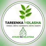 TAREENKA NOLASHA