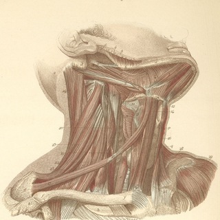 OTORRINOLARINGOLOGIA