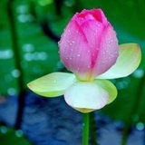សិក្សាព្រះធម៌ 💎