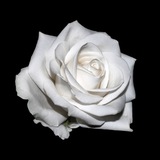 Sir_Schnee