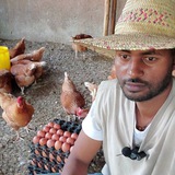ዶሮ እርባታ እና ማሳ ልማት