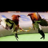 Peleas de Gallos Panamá