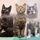 Zооволонтер Юля, мои котики. И немного личного.