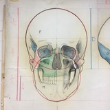 Anatomia Artistica