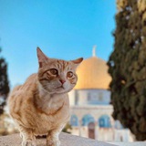 يَۆميَآت غزآۆيَہ.. 🇵🇸 🌏