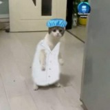 دورات التحضيرية للحملة (جامعة حماه)