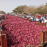 रोज़ाना प्याज भाव