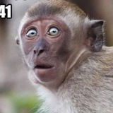 МОНКАЧ 🐒 🦍 <i class="emoji" style="background-image:url