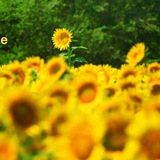 روزی روزگاری؛ مونیخ 🌻
