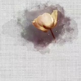 إِنَّ اللَّهَ وَمَلائِكَتَهُ يُصَلُّونَ عَلَى النَّبِيِّ ❤️
