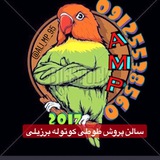 طوطی کوتوله برزیلی 🦜