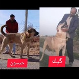 کانال پژدر بازان و سرابی بازان ملکان به مدیریت بهروز ملکان