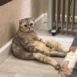 Котач 🇷🇺 🐈 <i class="emoji" style="background-im