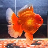GoldfishUncle1’s Little Dividend Journey 🙂