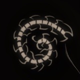 ПЕРЕЕЗД!!! s.lobotomia ☨