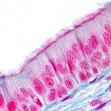 Histology 2 questions with Mahmoud