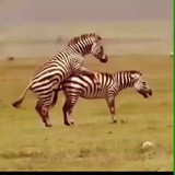 حیات وحش بدون سانسور