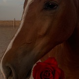 اسطبل عشاق الخيل 🐎 🖤 .