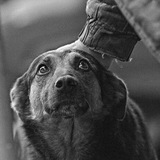 Animalpolice.ru 🐶 🐱 <i class="emoji" style="background-i