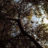 فُصحَى