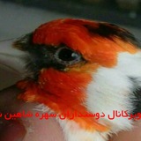سوپرکانال تخصصی دوستداران سهره زیر نظر استادمحمد میرزایی