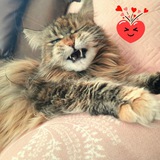 Maine Coon's live