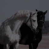 صور خيل