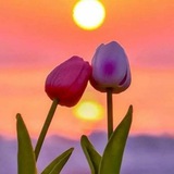 خواطر وأشعار