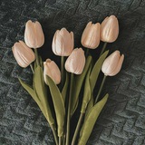 Tulip | توليب 🌷