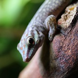 🦎 Главное - хвост!