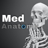 Anatomy for Second Year