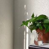 نبتة 🍃