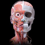 Medical_at_net_الطب_على_النت