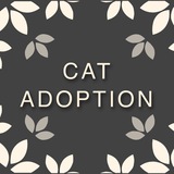 cats for adoption!
