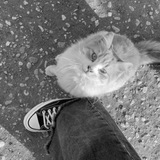 إيلان.