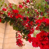 ميرنده