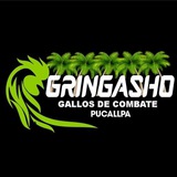GRINGASHO GALLOS DE COMBATE... 🐓 🔥 <i class="emoji" styl