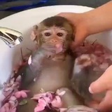 Monkey gifs π¦§