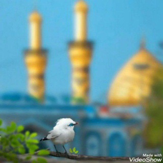 استخارة وأعمال مارلين وام شمس 🍁