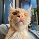 Первый Кошачий