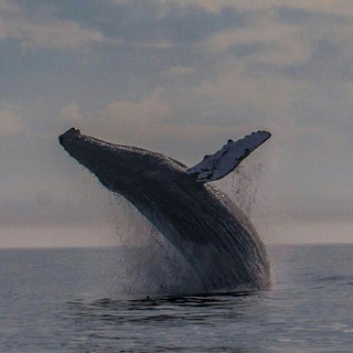 ~ۅآݪ 🐋
