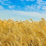 Інформатор Мліївської ТГ