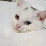 타뇽 자신감모드 ON