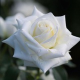 طمأنينــ❀ــۃ الـروح ♥️ 🍃